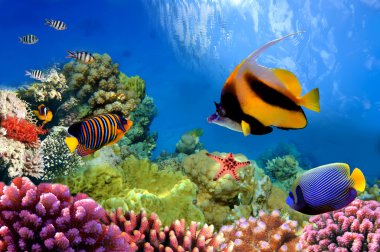 mercan resif üzerinde deniz yaşamı