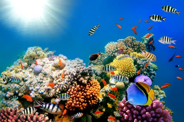 Tintas brilhantes de corais — Fotografia de Stock