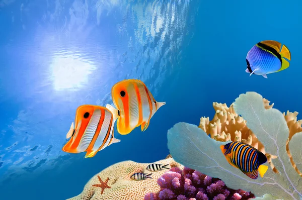 Tropical Coral Reef — Stock Photo, Image