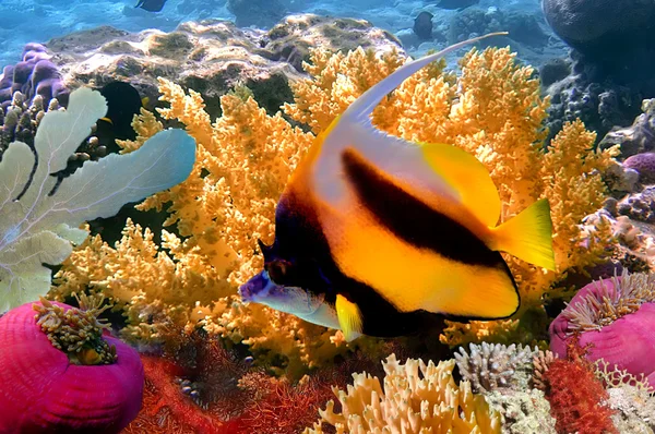 Pesci corallo o bannerfish — Foto Stock
