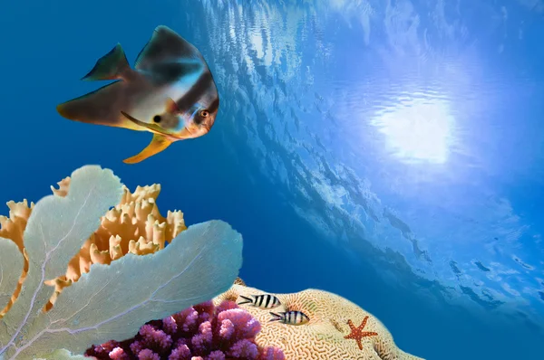 Spadefish ja meri Punaisellamerellä . — kuvapankkivalokuva
