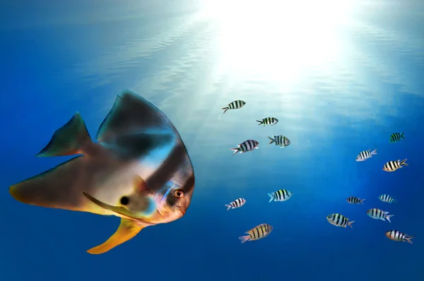 Orbicular Spadefish and sun — Stock Photo, Image