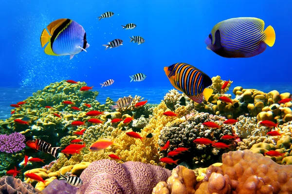 珊瑚殖民地上的礁石，埃及的照片 — 图库照片