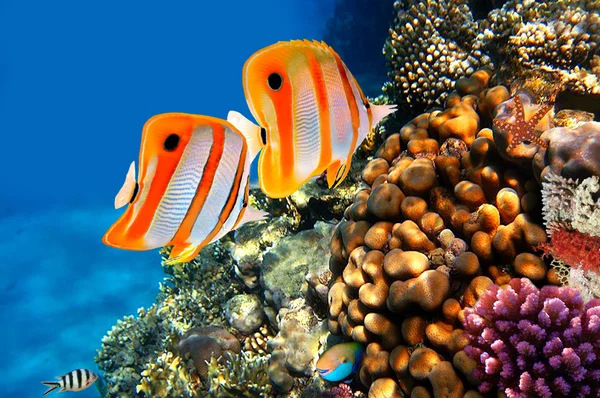 Korallenriff und Kupferband-Falterfische lizenzfreie Stockfotos