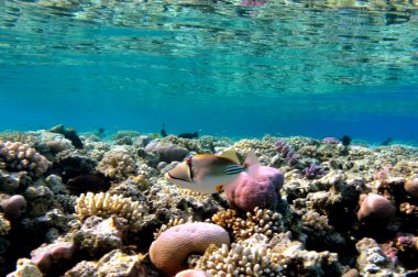 picassofish (rhinecanthus assasi), red sea, Mısır