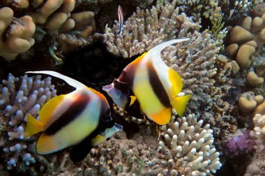 Photo of a coral colony on a reef top, Red Sea, Egypt clipart