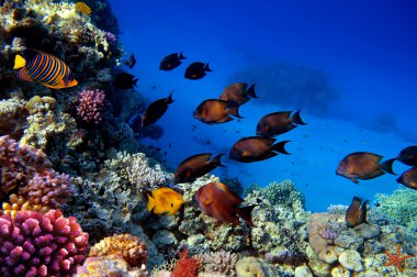 Okul çikolata Surgeonfish (Acanthurus xanthopterus)