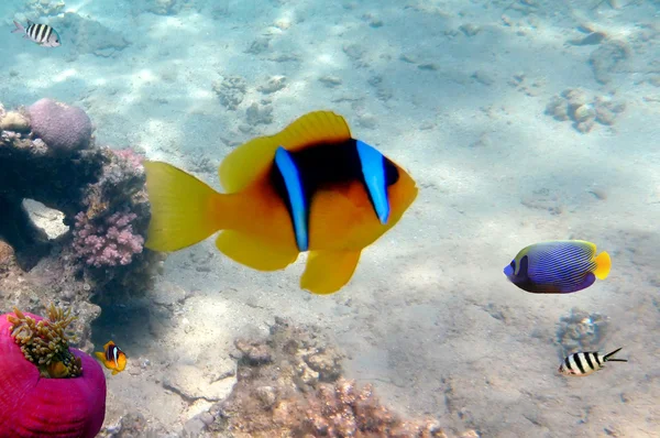 Clownfish και θάλασσα ανεμώνη — Φωτογραφία Αρχείου