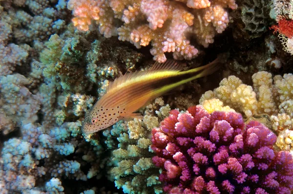 Blackside hawkfish staande op het koraalrif — Stockfoto