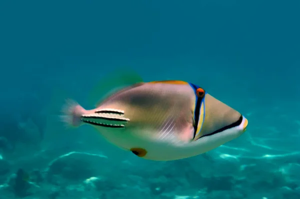 Picassofish (Rhinecanthus assasi) — Stockfoto