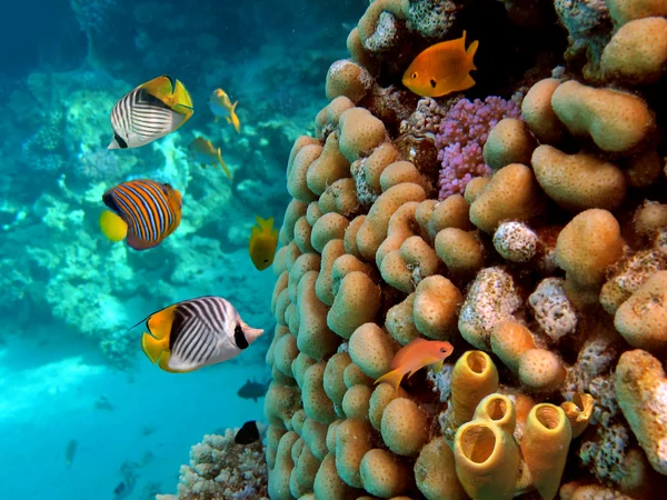 Tubo Coral. tiro no Mar Vermelho — Fotografia de Stock