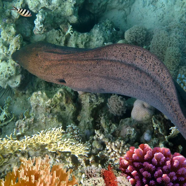 Um grande peixe murena nadando ao redor — Fotografia de Stock