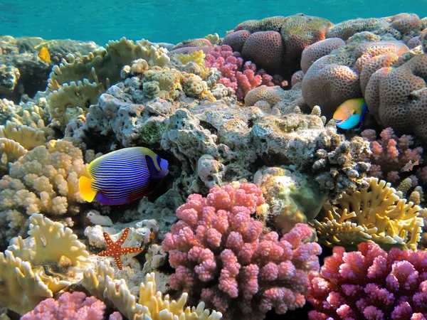 Egy korallkolónia fényképe — Stock Fotó