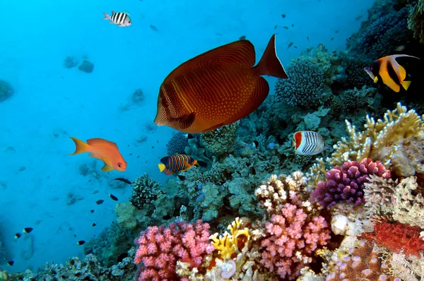 Foto di una colonia di coralli, Mar Rosso, Egitto — Foto Stock