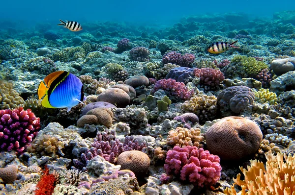 Foto de una colonia de coral en un arrecife, Mar Rojo, Egipto — Foto de Stock
