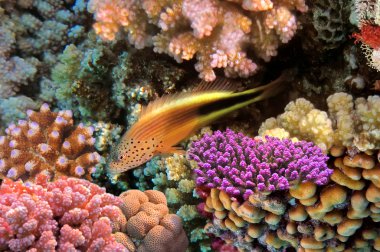 Blackside hawkfish standing on the coral reef clipart