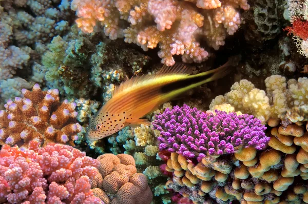Peixe-falcão negro em pé no recife de coral — Fotografia de Stock