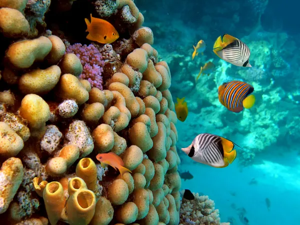 Tubo di corallo. girato nel Mar Rosso — Foto Stock