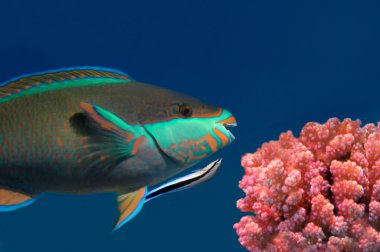 Parrotfish clipart