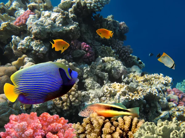 エジプト、サンゴ礁にサンゴ植民地の写真 — ストック写真