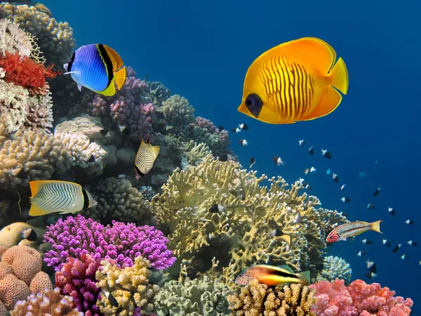Mundo submarino. Peces de coral del Mar Rojo. Egipto —  Fotos de Stock