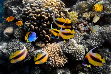 Underwater life of a hard-coral reef clipart