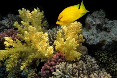 mercan kedisi (siganus corallinus) red Sea, Mısır.