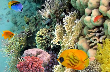 Photo of a coral colony, Red Sea, Egypt clipart