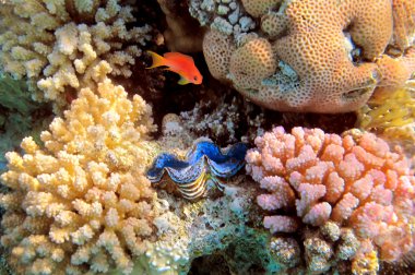 Mavi dev clam, red sea, Mısır