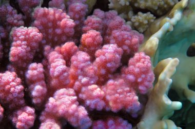 Macro shot of hard coral clipart