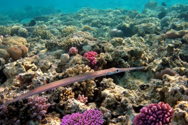 Red Sea needlefish (Tylosurus choram)