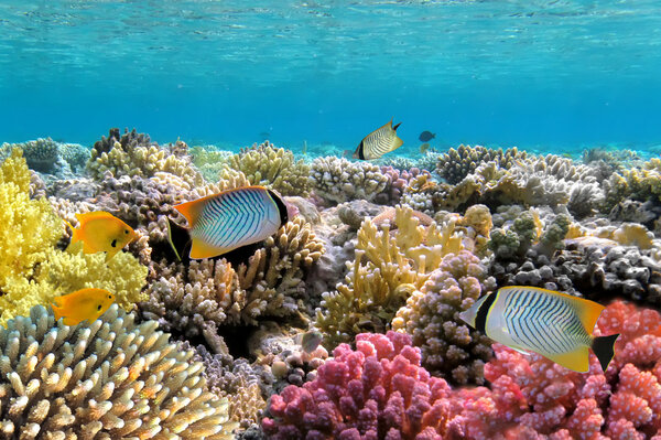 Бабочка-бабочка Шеврона
