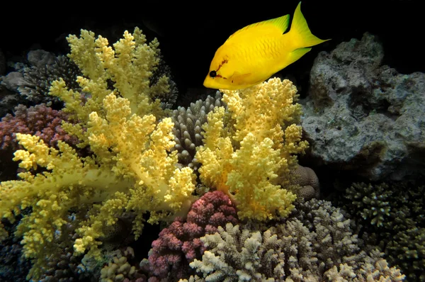 Stock image Coral rabbitfish (siganus corallinus) in the Red Sea, Egypt.