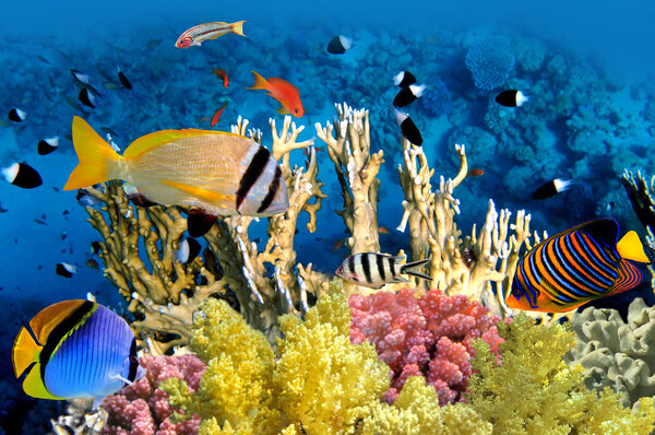 Тропический рыба и коралловый риф
