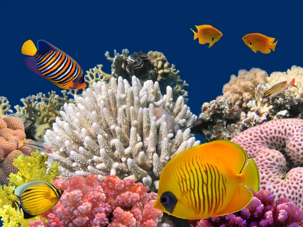 Vie sous-marine d'un récif corallien dur, Mer Rouge, Égypte — Photo