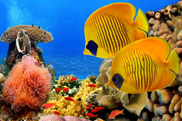Pez mariposa enmascarado (Chaetodon semilarvatus) y arrecife de coral — Foto de Stock