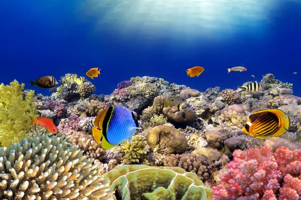 Mundo submarino. Peces de coral del Mar Rojo. Egipto —  Fotos de Stock