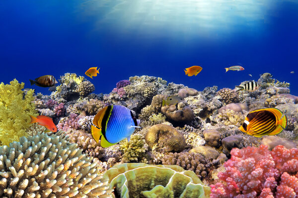 Подводный мир. Коралловые рыбы Красного моря. Египет