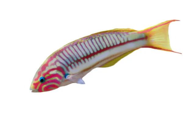 Coral fish Thalassoma Klunzingeri (Klunzinger's Wrasse) on whit — Stock Photo, Image