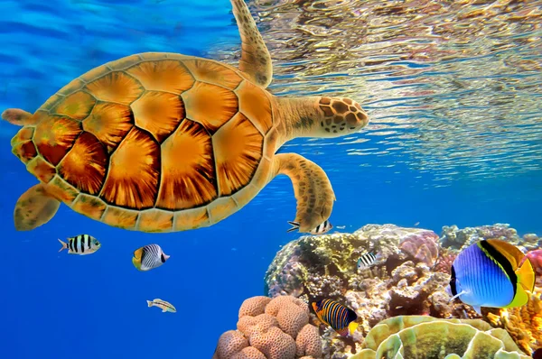 Grüne Meeresschildkröte schwimmt über Korallenriff — Stockfoto