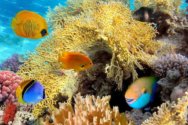 Sualtı hayatı sert mercan resif, red sea, Mısır — Stok fotoğraf