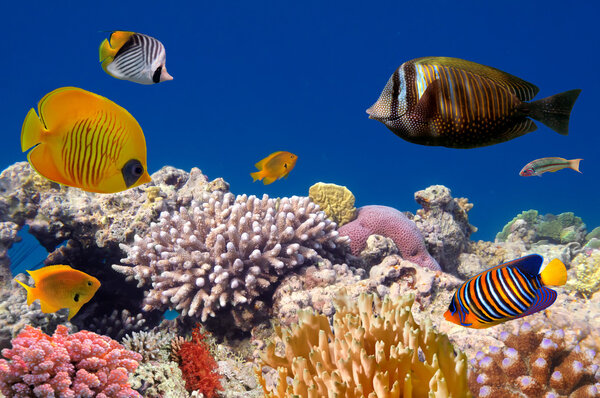 Подводный мир жёсткого кораллового рифа
