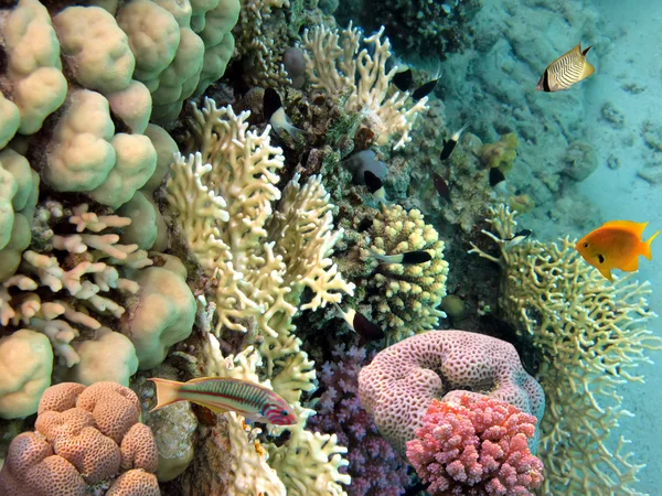 Zdjęcie kolonii koralowej, Morze Czerwone, Egipt — Zdjęcie stockowe