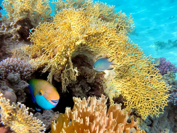 Червоне море Steepheaded риби-папуги — стокове фото