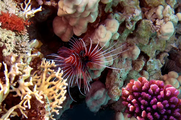 Pez león rojo (Pterois russelli ) —  Fotos de Stock