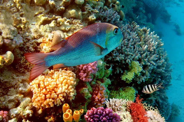 Barriera corallina nel Mar Rosso, Egitto — Foto Stock