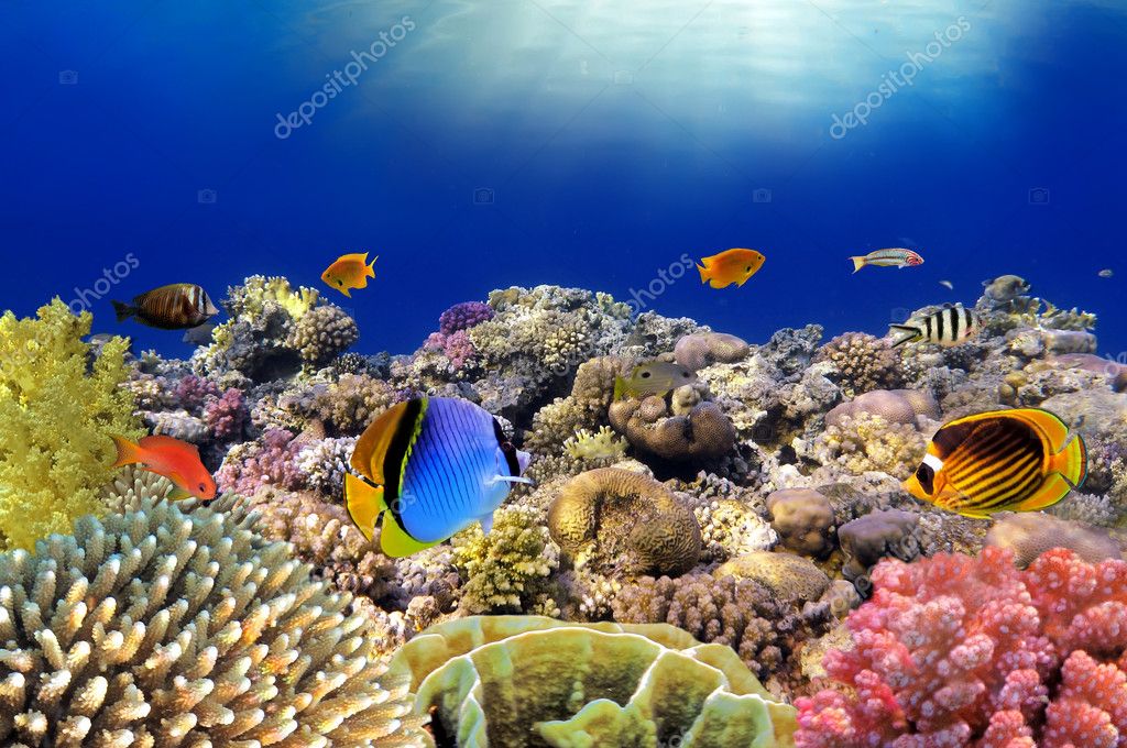 Фото Подводного Мира Океана И Морей