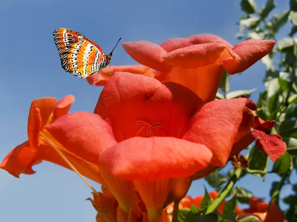 Császár pillangó egy piros virágon — Stock Fotó