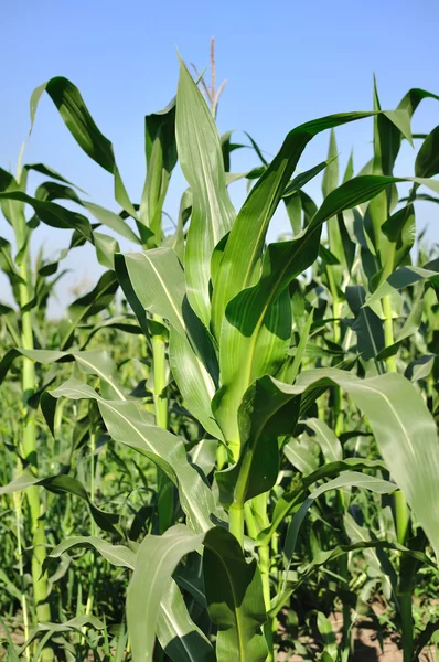 stock image Green corn plant on the field on a blue sky background