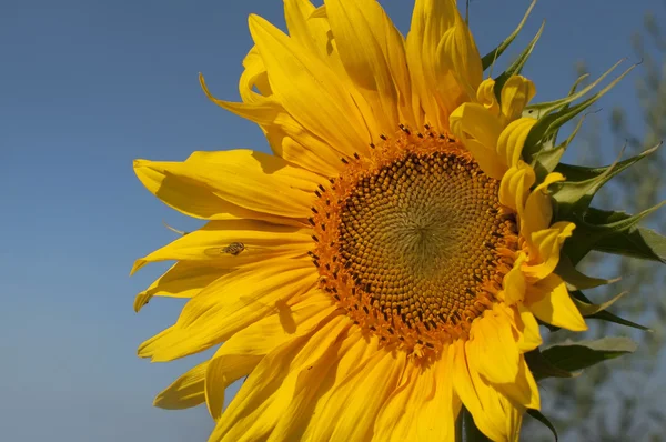 Yellow sunflower, bee and blue sky — Stock Photo, Image